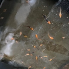 竜章鳳姿　メダカの画像