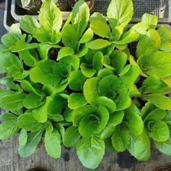 有機野菜を栽培しよう！ - 友達