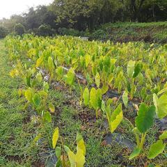有機野菜を栽培しよう！ - メンバー募集