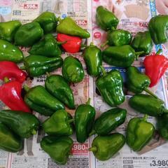 お話中　朝採れピーマンの画像