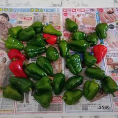 お話中　朝採れピーマンの画像