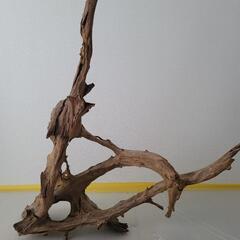 アクアリウム 流木の画像