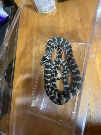 コモンカーペットパイソン