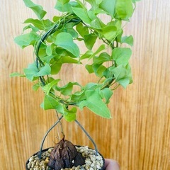 冬型観葉植物！バッキバキの塊根！亀甲竜！の画像