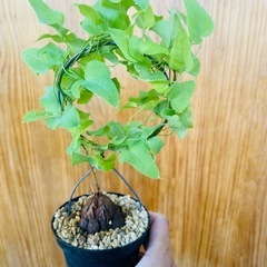冬型観葉植物！バッキバキの塊根！亀甲竜！