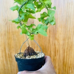 冬型観葉植物！バッキバキの塊根！亀甲竜！の画像