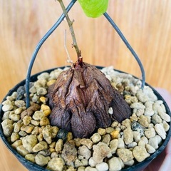 冬型観葉植物！バッキバキの塊根！亀甲竜！の画像