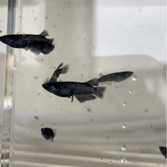 メダカ　めだか　ミッドナイトフリル漆黒2ペア　