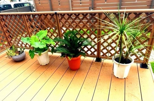 ヤシの木　観葉植物　植木　ワシントンヤシ  ソテツ　ドラセナ　サボテン　セット