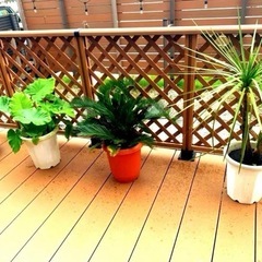 ヤシの木　観葉植物　植木　ワシントンヤシ  ソテツ　ドラセナ　サ...