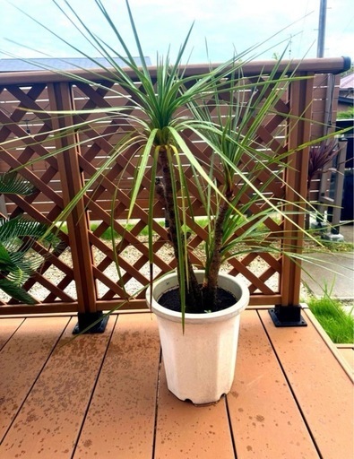 ヤシの木　観葉植物　植木　ワシントンヤシ  ソテツ　ドラセナ　サボテン　セット