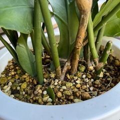 観葉植物　月下美人の画像