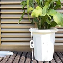 観葉植物　月下美人の画像
