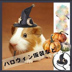 ハムスター　仮装　ハロウィン　帽子