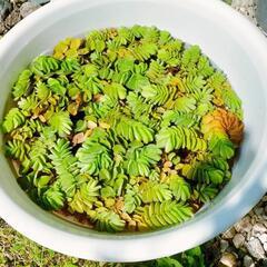 【メダカのお供】浮草　オオサンショウモ(特盛り！)