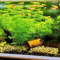 水草セット　キクモ10本・アナカリス10本
