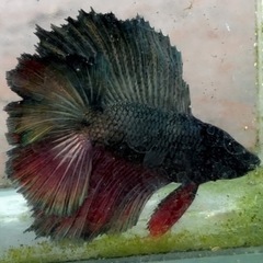 ベタ　熱帯魚　ダブルテール　全長5センチ