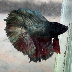 ベタ　熱帯魚　ダブルテール　全長5センチの画像