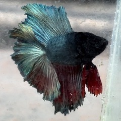 ベタ　熱帯魚　ダブルテール　全長5センチの画像