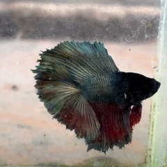 ベタ　熱帯魚　ダブルテール　全長5センチの画像