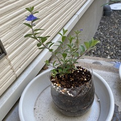 グランドカバー 青い花 ドライフラワー 押し花 アメリカンブルー 苗 さし芽 多年草 宿根草の画像