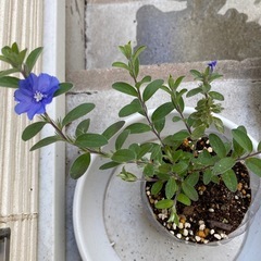 グランドカバー 青い花 ドライフラワー 押し花 アメリカンブルー 苗 さし芽 多年草 宿根草の画像