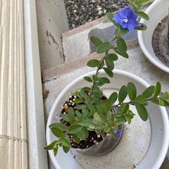 グランドカバー 青い花 ドライフラワー 押し花 アメリカンブルー 苗 さし芽 多年草 宿根草の画像