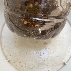 グランドカバー 青い花 ドライフラワー 押し花 アメリカンブルー 苗 さし芽 多年草 宿根草の画像