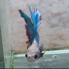 ベタ　熱帯魚　ダブルテール　全長6センチの画像