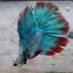 ベタ　熱帯魚　ダブルテール　全長6センチの画像