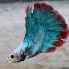 ベタ　熱帯魚　ダブルテール　全長6センチ