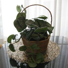 観葉植物♪スキンダプサス トレビー オオシラフカズラ♡4号鉢の画像
