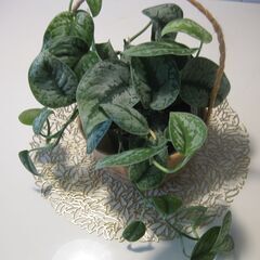 観葉植物♪スキンダプサス トレビー オオシラフカズラ♡4号鉢の画像