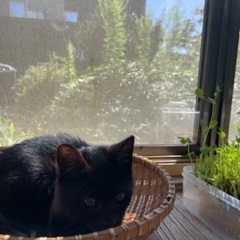 2ヶ月🐈‍⬛オス