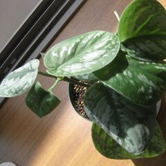 観葉植物♪スキンダプサス トレビー オオシラフカズラ♡3号鉢の画像