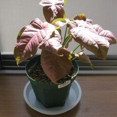 観葉植物♪ピンク（ネオン）シンゴニューム♡4号鉢の画像