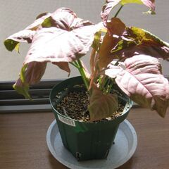 観葉植物♪ピンク（ネオン）シンゴニューム♡4号鉢の画像