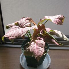 観葉植物♪ピンク（ネオン）シンゴニューム♡4号鉢の画像