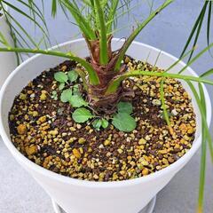 フェニックスロベレニー　観葉植物　ヤシの画像