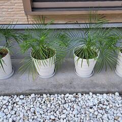 フェニックスロベレニー　観葉植物　ヤシの画像