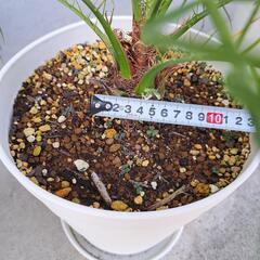 フェニックスロベレニー　観葉植物　ヤシの画像