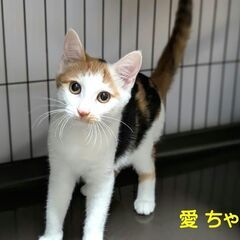 可愛くて、とても飼いやすいミケ姉妹