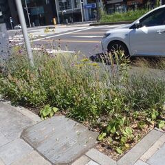 植木の剪定、庭造り、緑地施工などで新しい技術を一緒に高め合いませんか？ - その他