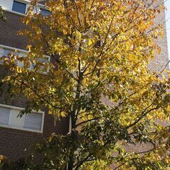 植木の剪定、庭造り、緑地施工などで新しい技術を一緒に高め合いませんか？ − 神奈川県