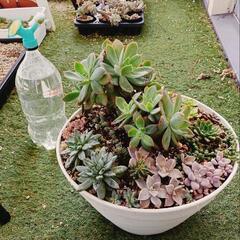 多肉植物 寄せ植え