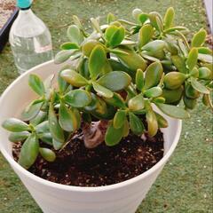 多肉植物 金のなる木