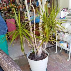 ドラセナ大鉢の画像