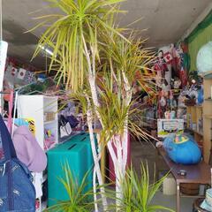 ドラセナ大鉢の画像