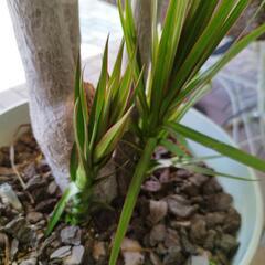 ドラセナ大鉢の画像