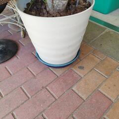 ドラセナ大鉢の画像